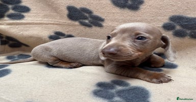 Miniature Dachshund dogs - Advert 15
