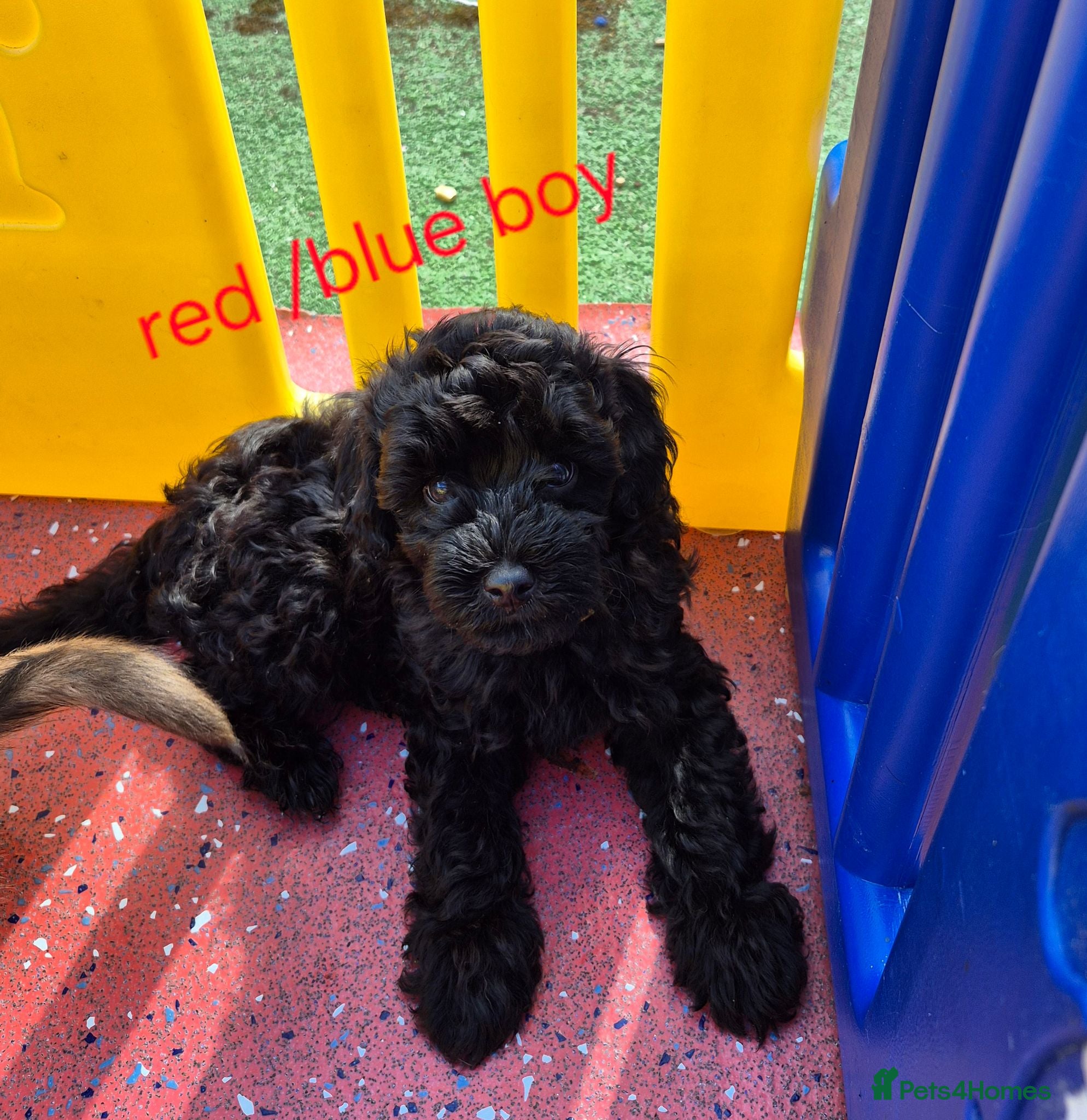 Cavapoo dogs Amazing Miniature cavapoo f1b puppies - Advert 1