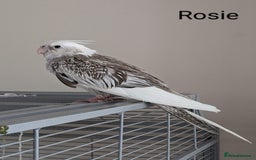 Cockatiels birds for sale: Hand-Reared male + female Cockatiels - Image 18