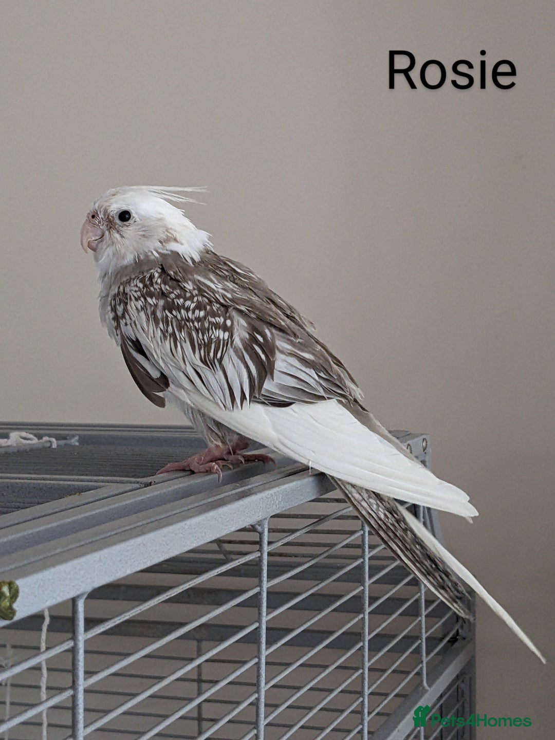 Cockatiels birds for sale: Hand-Reared male + female Cockatiels - Image 18