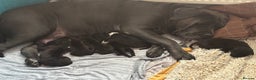 Mixed Breed dogs for sale: Cane corso puppys - Advert 2