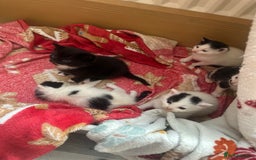 Mixed Breed cats for sale: Fluffy kittens - Image 5