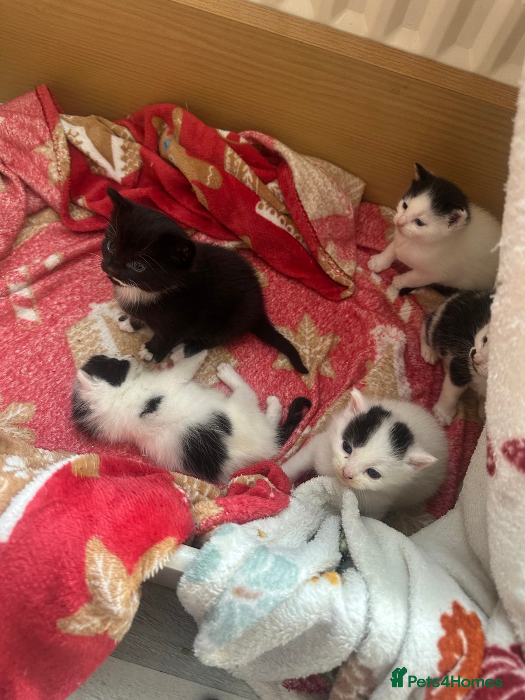 Mixed Breed cats for sale: Fluffy kittens - Image 5