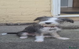 Lurcher dogs for sale: Little boy for sale - Image 1