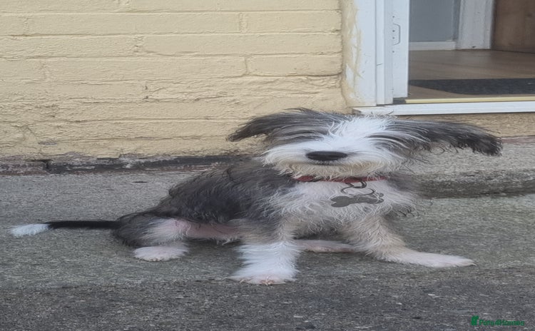 Lurcher dogs - Advert 3