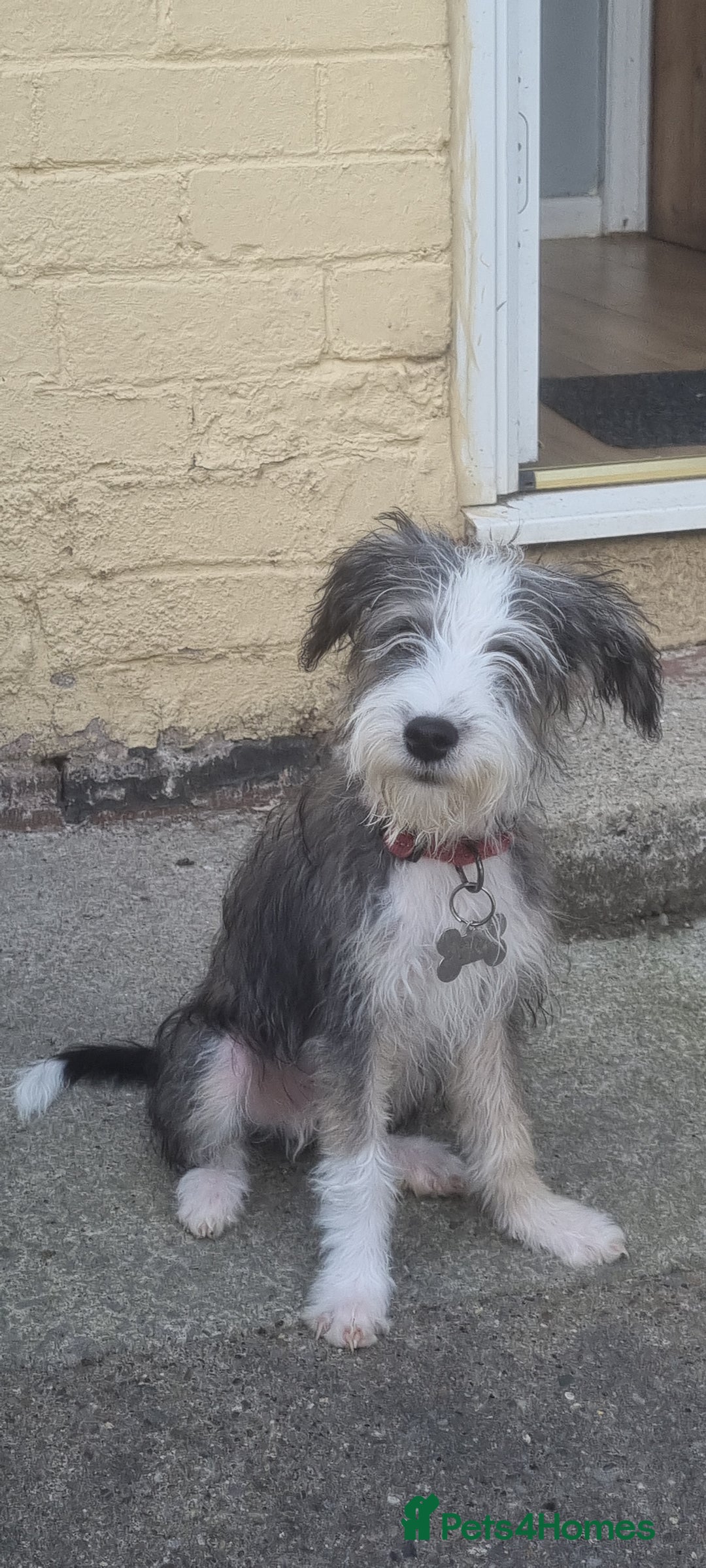 Lurcher dogs for sale: Little boy for sale - Image 1