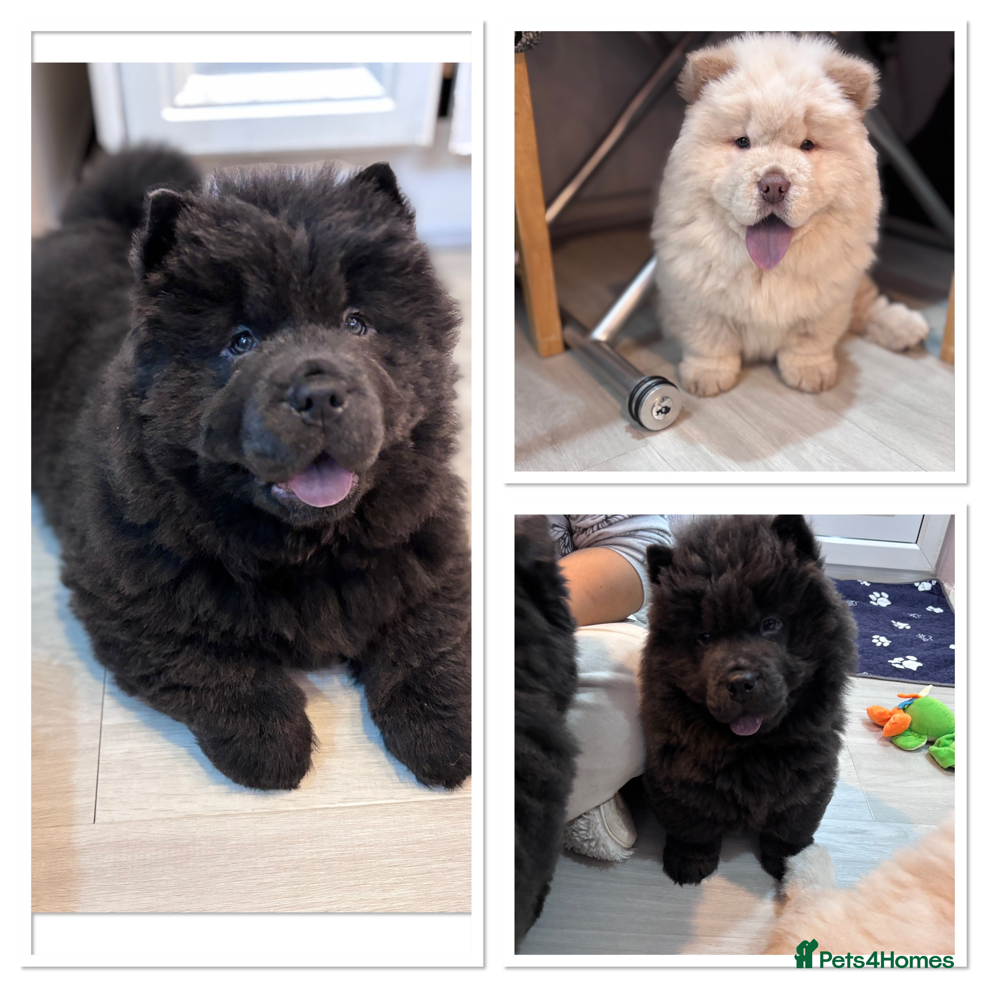 Chow Chow dogs Blue and Cream carry Tan ChowChow puppies  - Advert 1