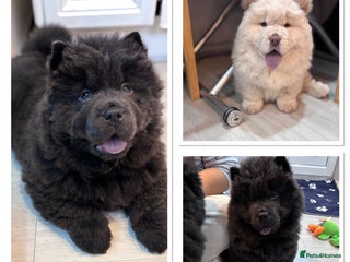 Chow Chow dogs Blue and Cream carry Tan ChowChow puppies - Advert 1