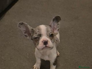 French Bulldog dogs 5 french bulldogs left!! Ready now! - Advert 15