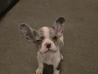 French Bulldog dogs 5 french bulldogs left!! Ready now! - Advert 22