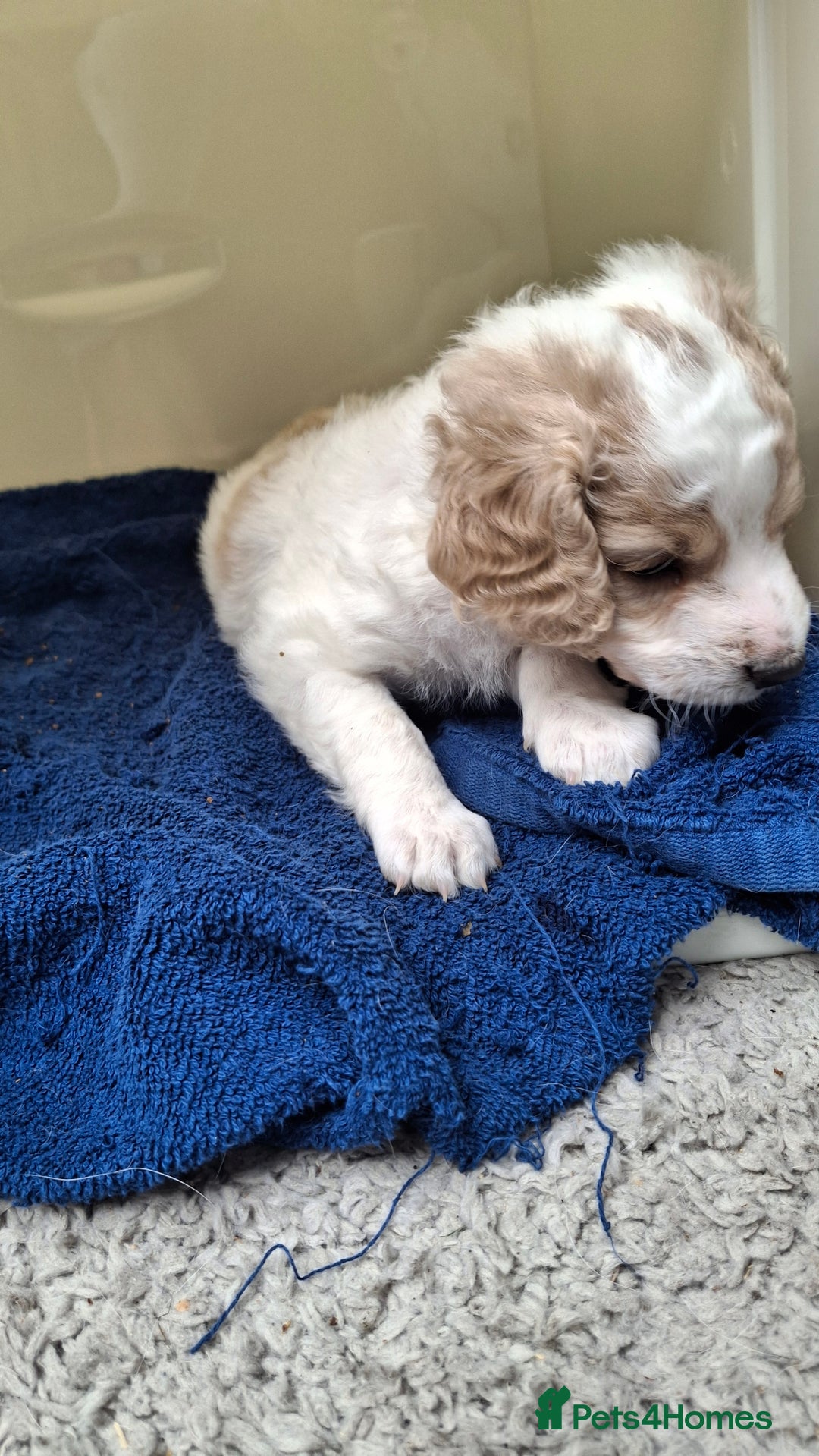 Cockapoo dogs for sale: Mr cassidy - Image 33