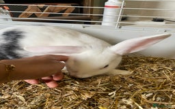 Mixed Breed rabbits for sale: 2 beautiful baby bunnies for sale - Image 3