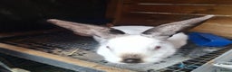 Mixed Breed rabbits for sale: New Zealand cross Californian rabbits Colony - Advert 12