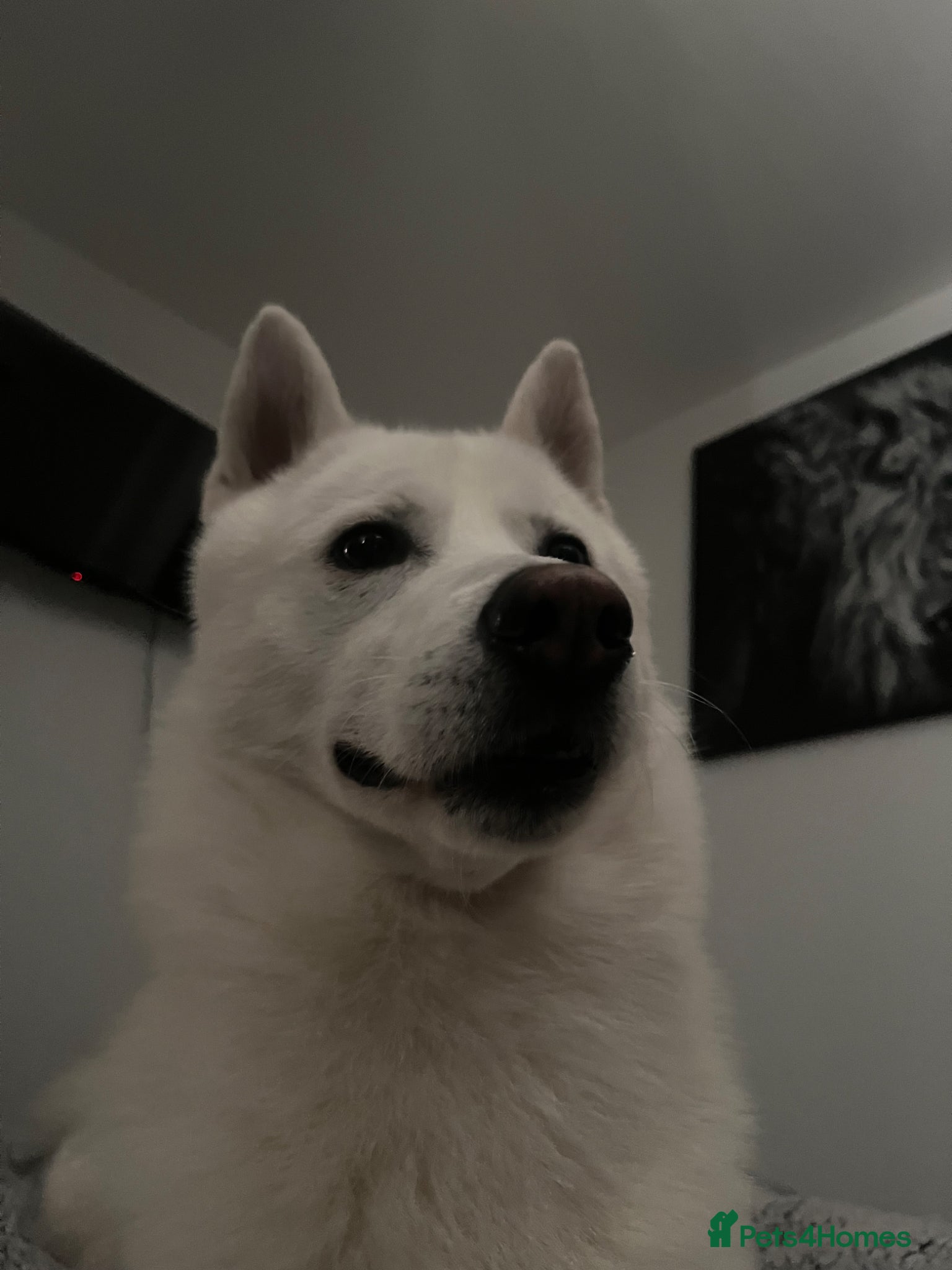 Siberian Husky dogs Siberian husky - Advert 1