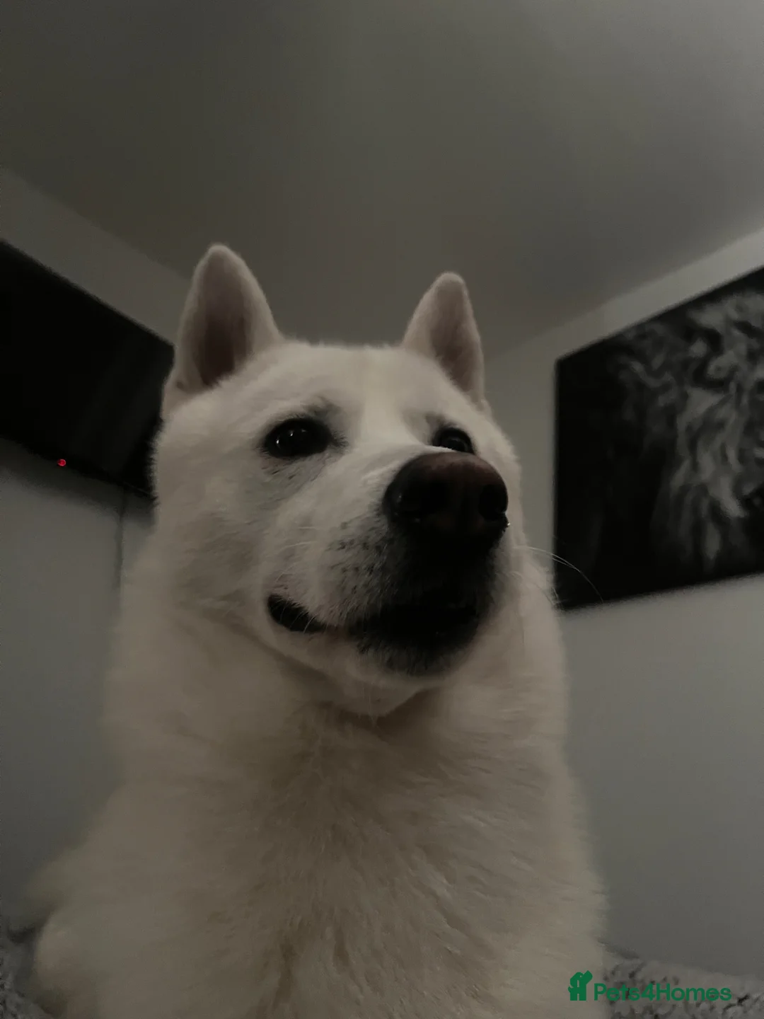 Siberian Husky dogs for sale: Siberian husky - Advert 1