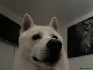 Siberian Husky dogs Siberian husky - Advert 1