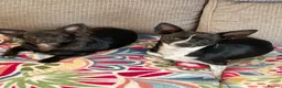 Chihuahua dogs for sale: Stan and Connie  in Birmingham - Advert 4