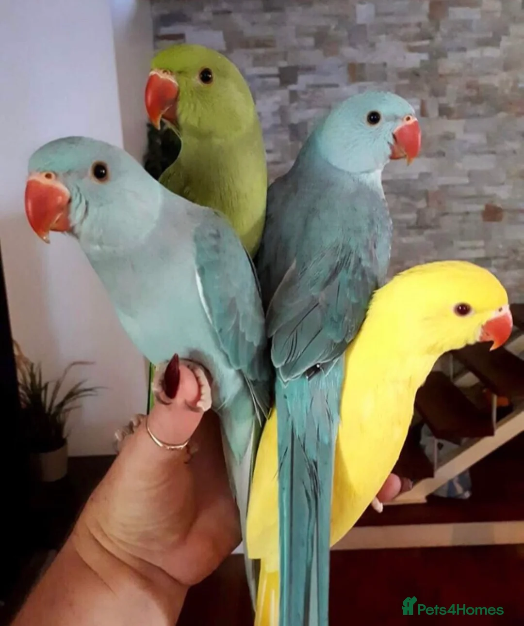 Parrots birds for sale: Super friendly Indian talking Ringneck parrot  - Advert 1