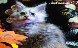 Maine Coon cats for sale: TICA Registered Kittens for Sale  - Image 23