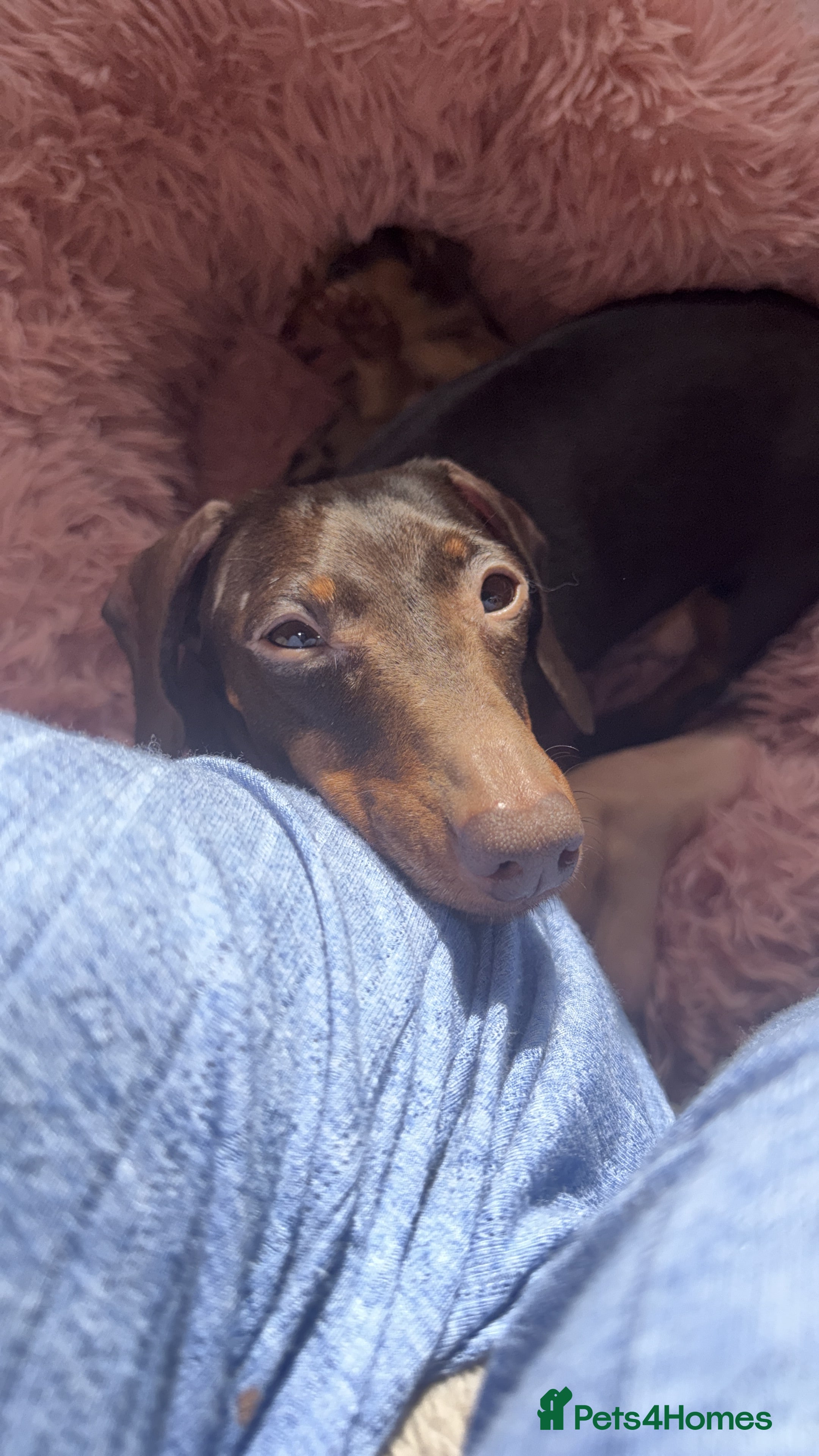 Miniature Dachshund dogs Miniature dachshund  - Advert 1