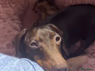 Miniature Dachshund dogs Miniature dachshund - Advert 1