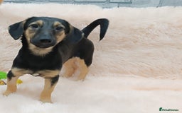Mixed Breed dogs for adoption: 💖🐶 POLLY 🐶💖 - Image 3