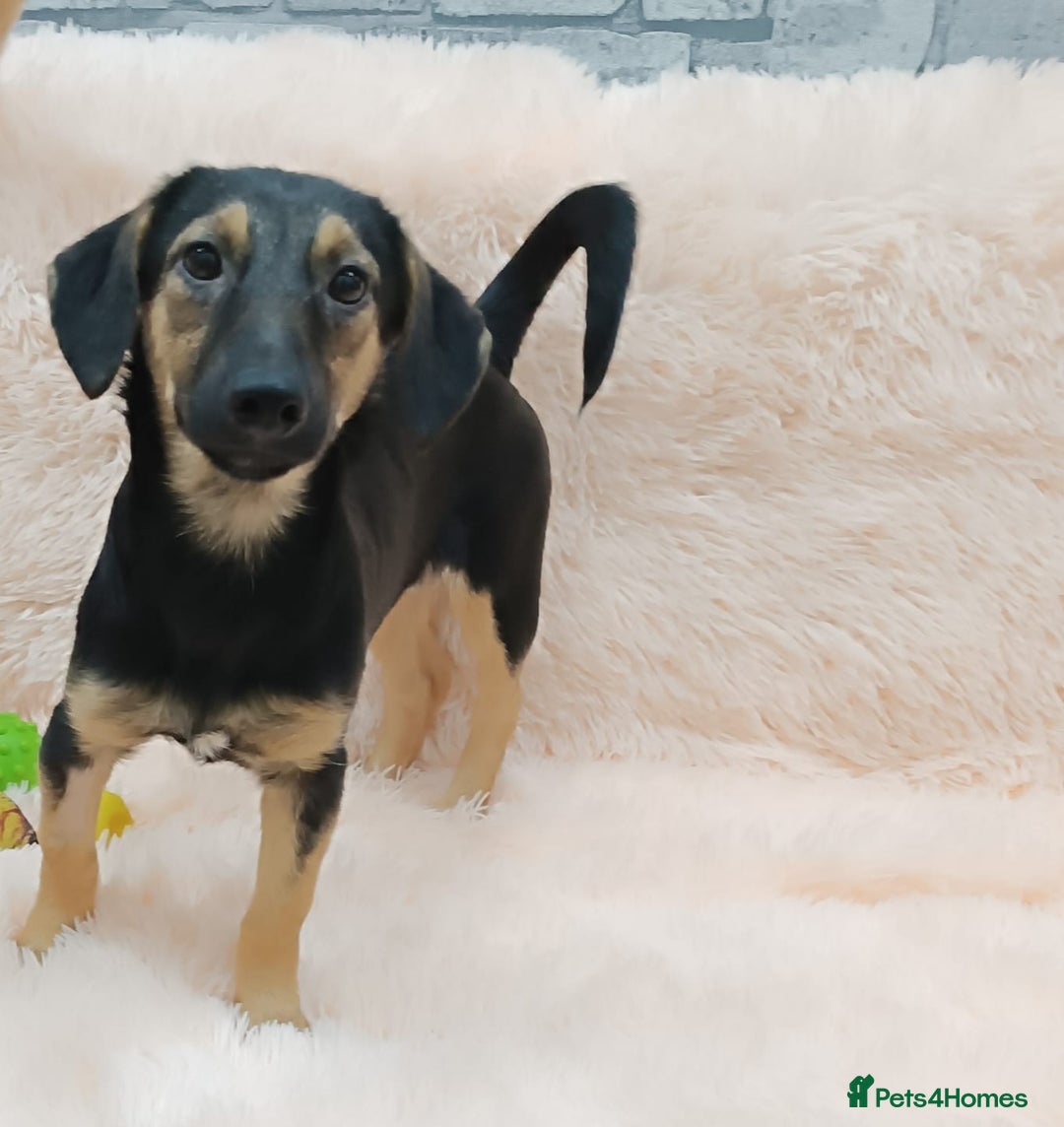 Mixed Breed dogs for adoption: 💖🐶 POLLY 🐶💖 - Image 3