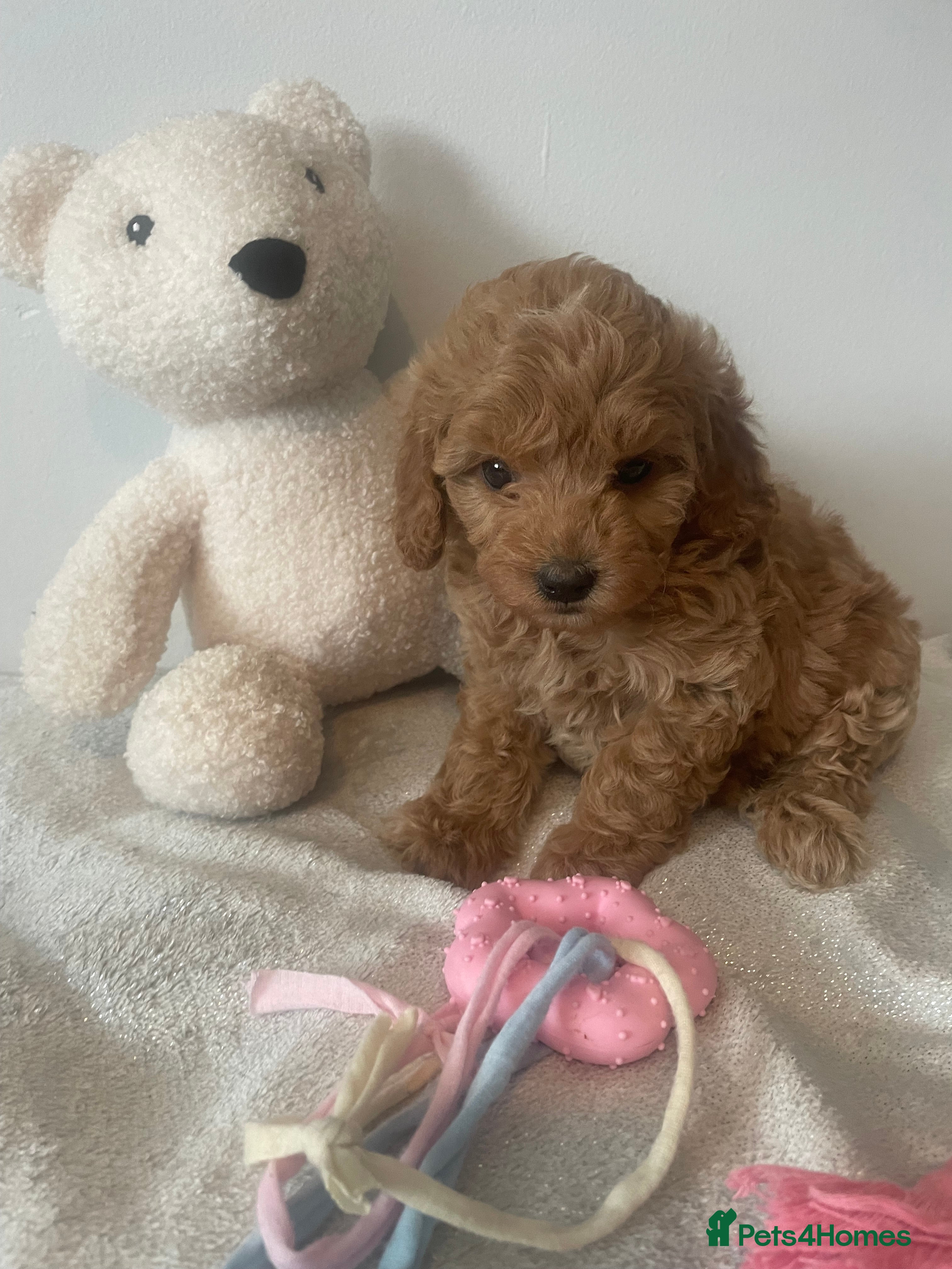 Cavapoo dogs Adorable toy cavapoo puppies health tested  - Advert 2