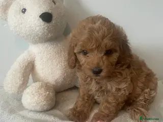 Cavapoo dogs Adorable toy cavapoo puppies health tested - Advert 7
