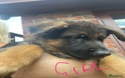 German Shepherd dogs for sale: German Shepherd pups KCRegistered/hip&elbow scored - Image 13