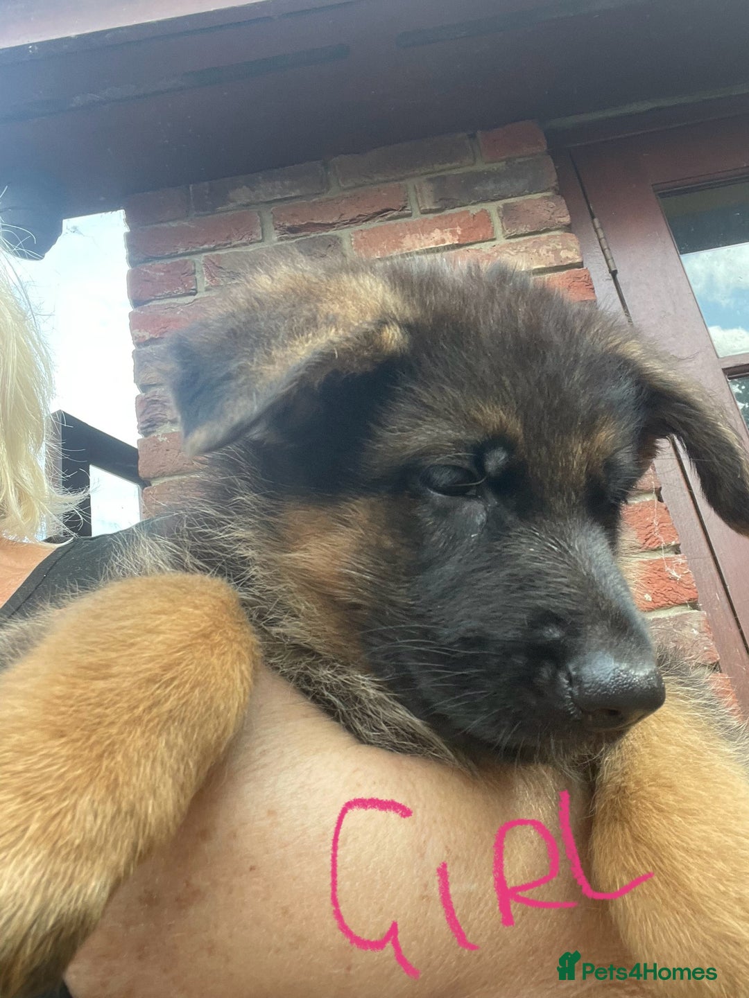 German Shepherd dogs for sale: German Shepherd pups KCRegistered/hip&elbow scored - Image 13