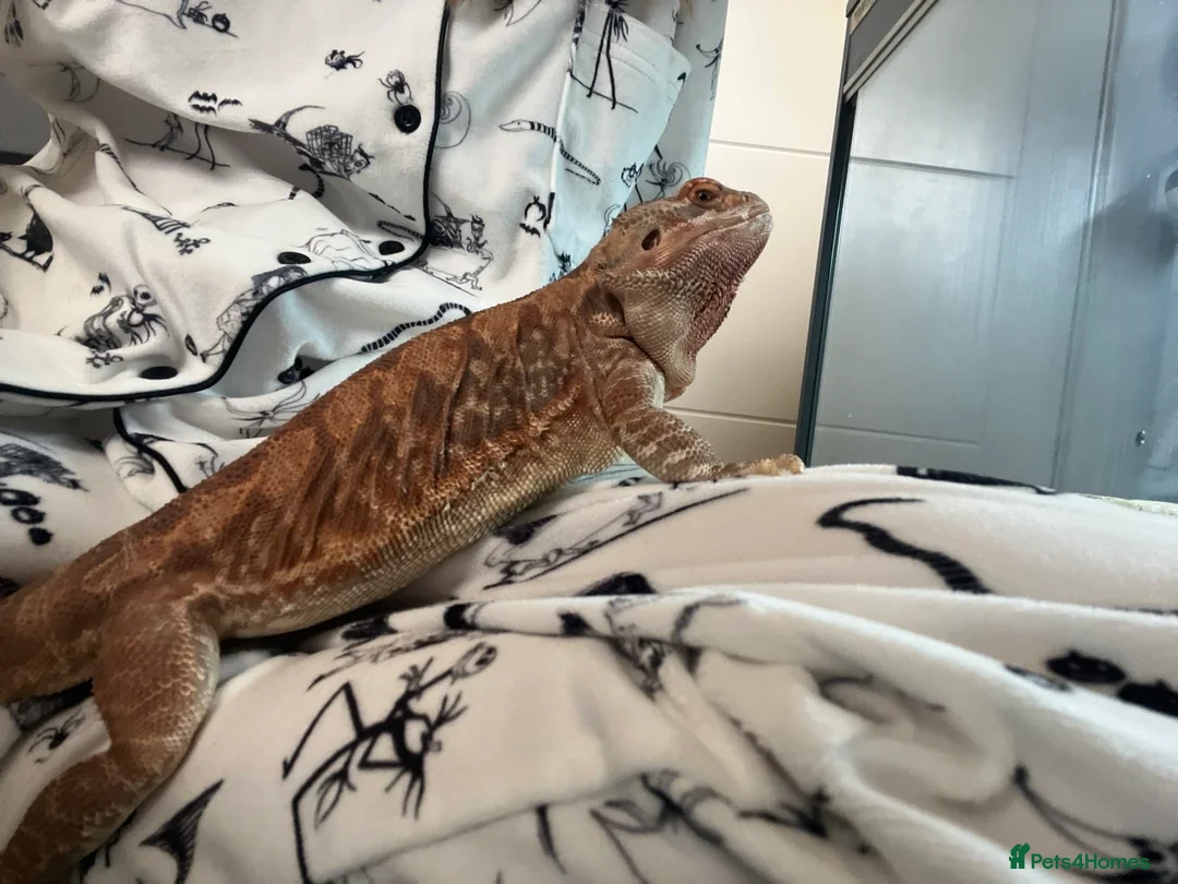 Bearded Dragon reptiles for sale: Bearded dragon - Advert 2