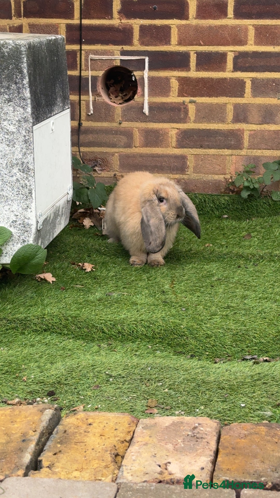 French Lop rabbits for sale: 1 Female 1 MaleRemaining Giant Lop Bunnies 🩵🩷 - Advert 2