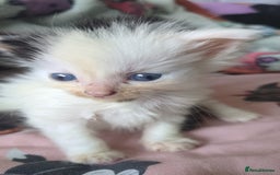 Mixed Breed cats for sale: Fluffy kitten - Image 1