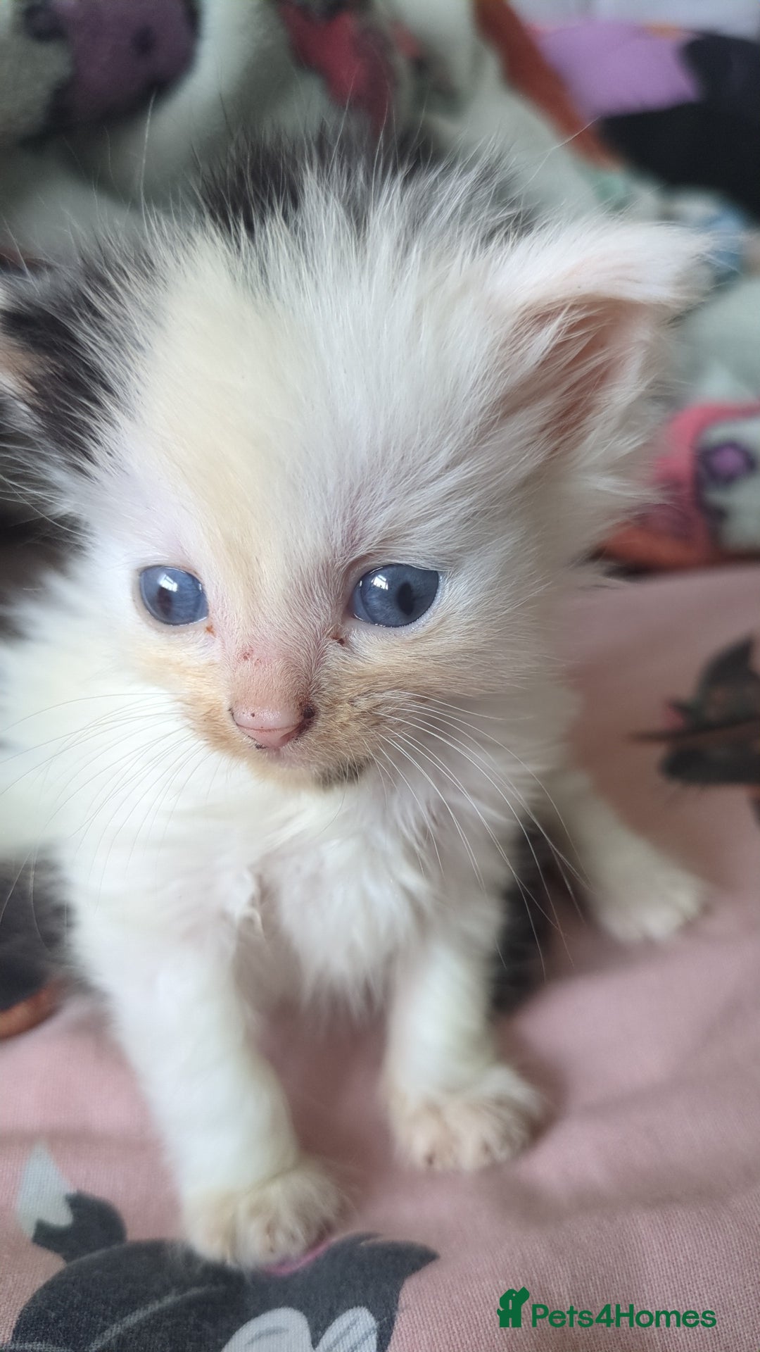 Mixed Breed cats for sale: Fluffy kitten - Image 1