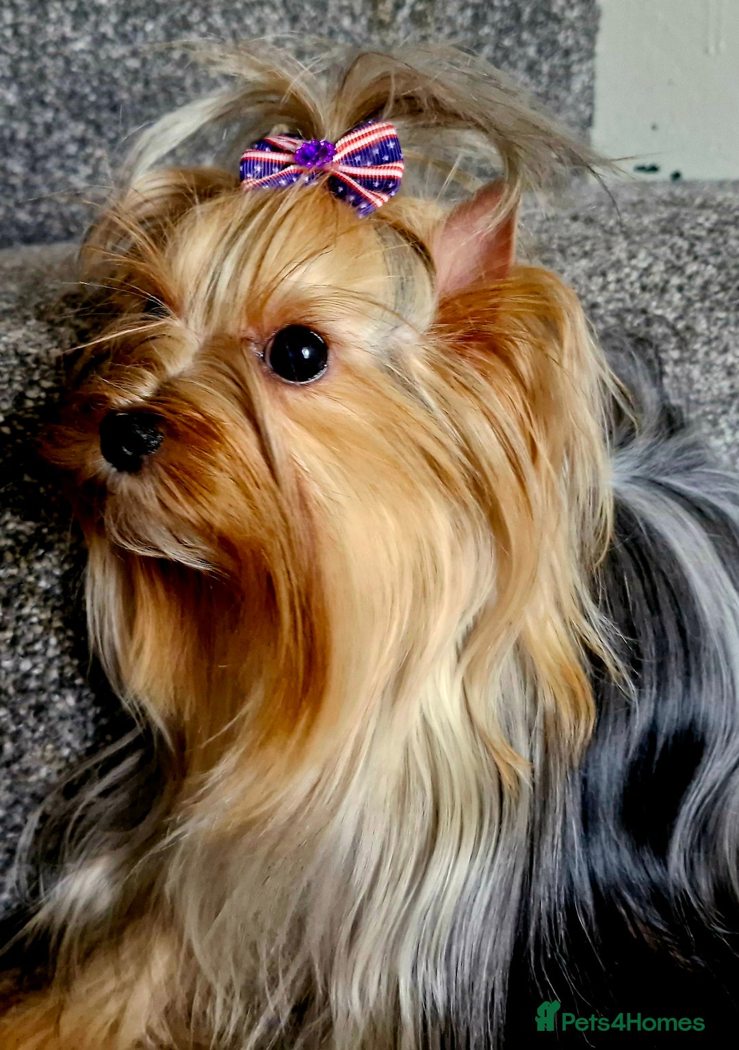 Yorkshire Terrier dogs for sale: Blue Merle& Black  - Image 7