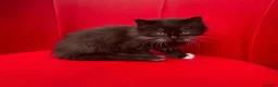 Mixed Breed cats for sale: Big Litter Big Love ❤️  - Advert 12