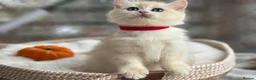 British Shorthair cats for sale: 💛Premium golden chinchilla bsh kittens 💛 - Advert 31