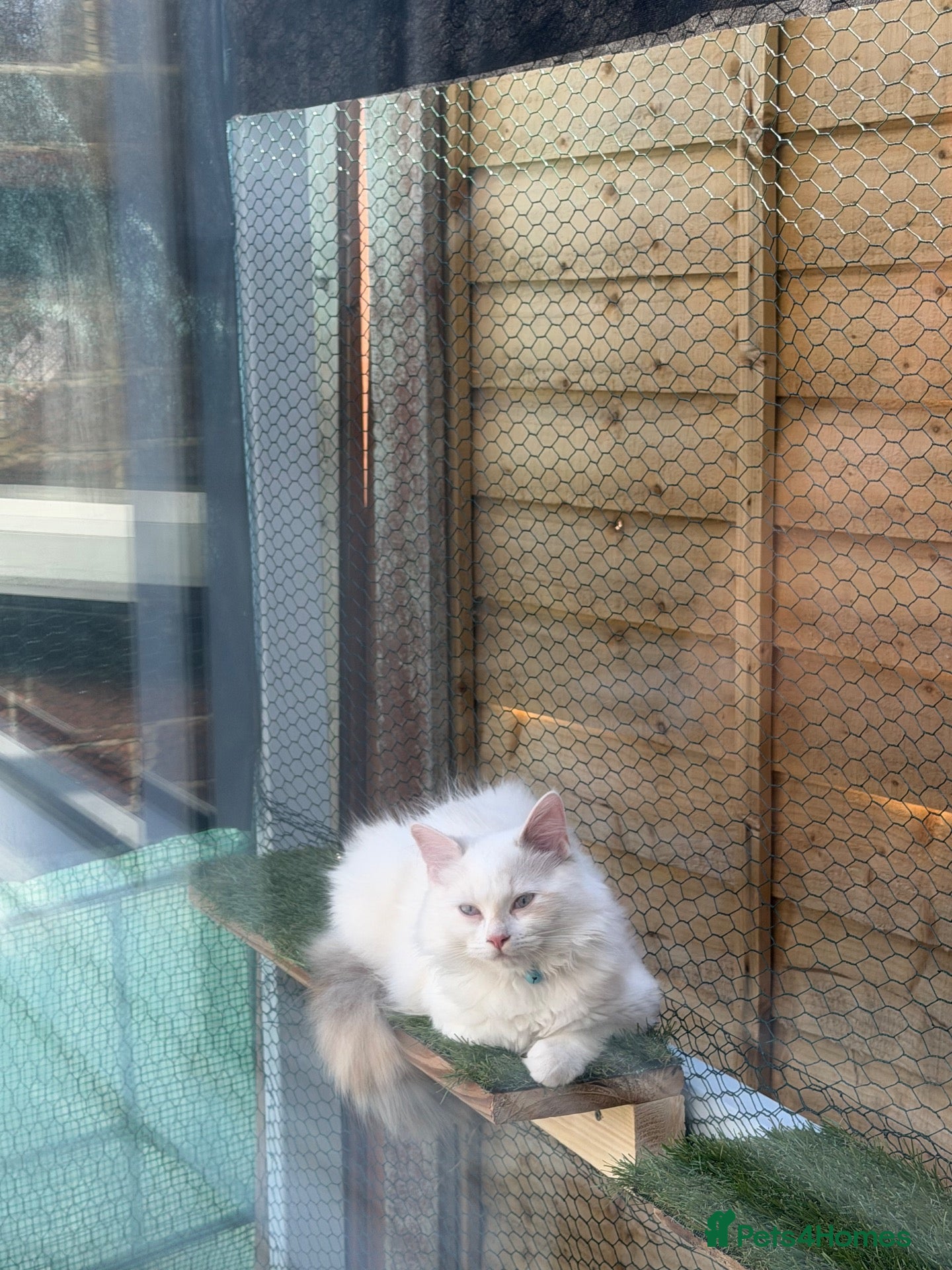 Ragdoll cats 6 month old ragdooll - Advert 5