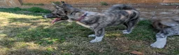 Japanese Akita Inu dogs for sale: Beautiful RKC akita puppies full pedigree  - Advert 25