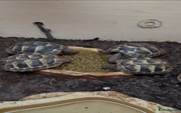 Hermann Tortoise reptiles for sale: Hermann Tortoise Hatchlings  - Image 1