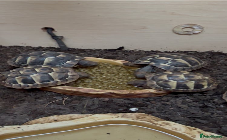 Hermann Tortoise reptiles - Advert 11