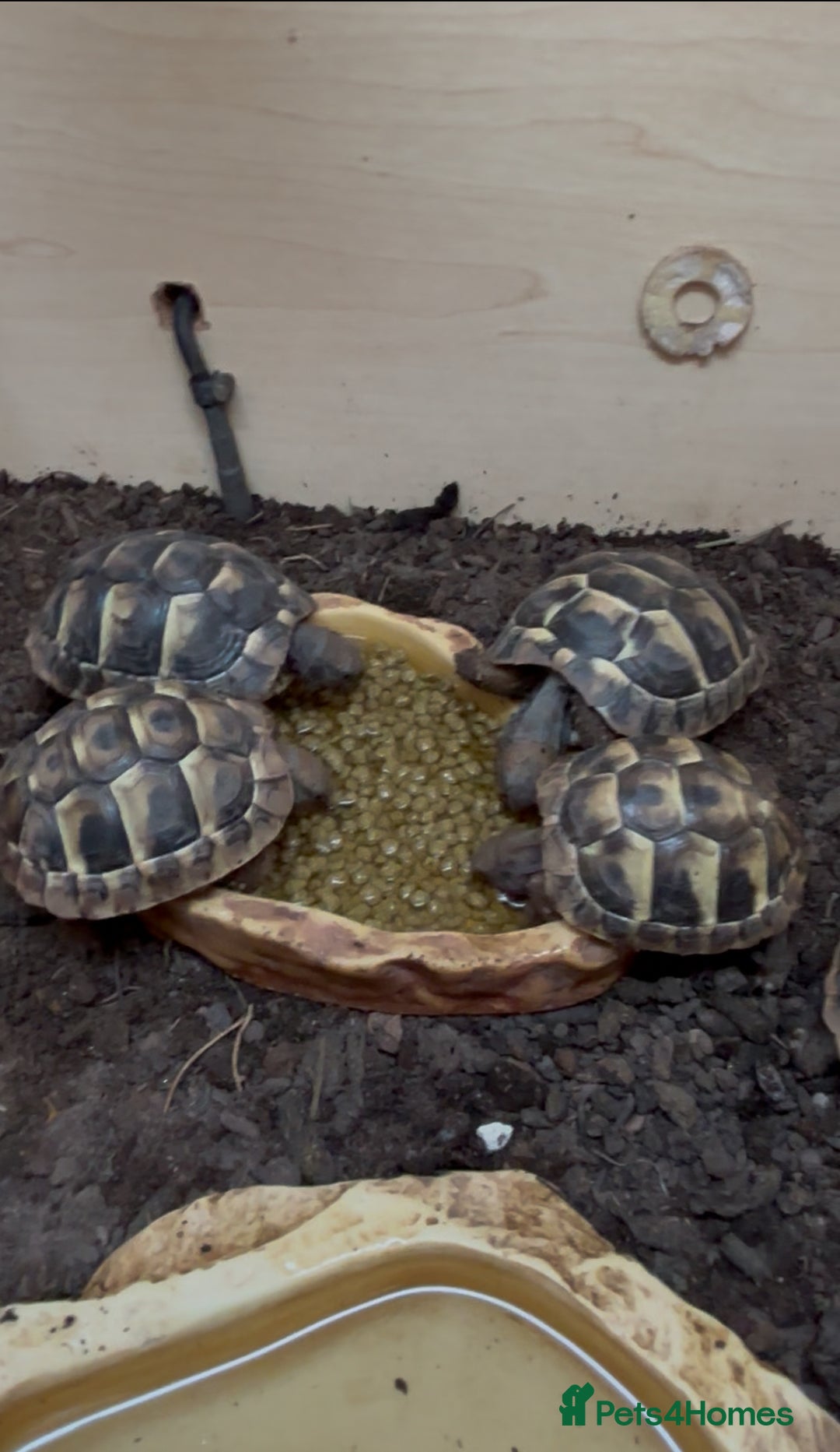 Hermann Tortoise reptiles for sale: Hermann Tortoise Hatchlings  - Image 1