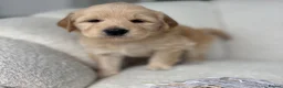 Goldendoodle dogs for sale: 🌟Goldendoodle & Australian Labradoodle Puppies 🌟 - Advert 22