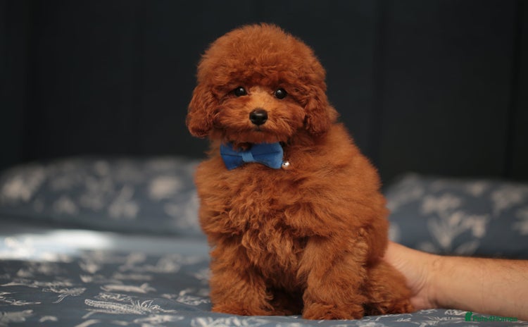 Toy Poodle dogs - Advert 9