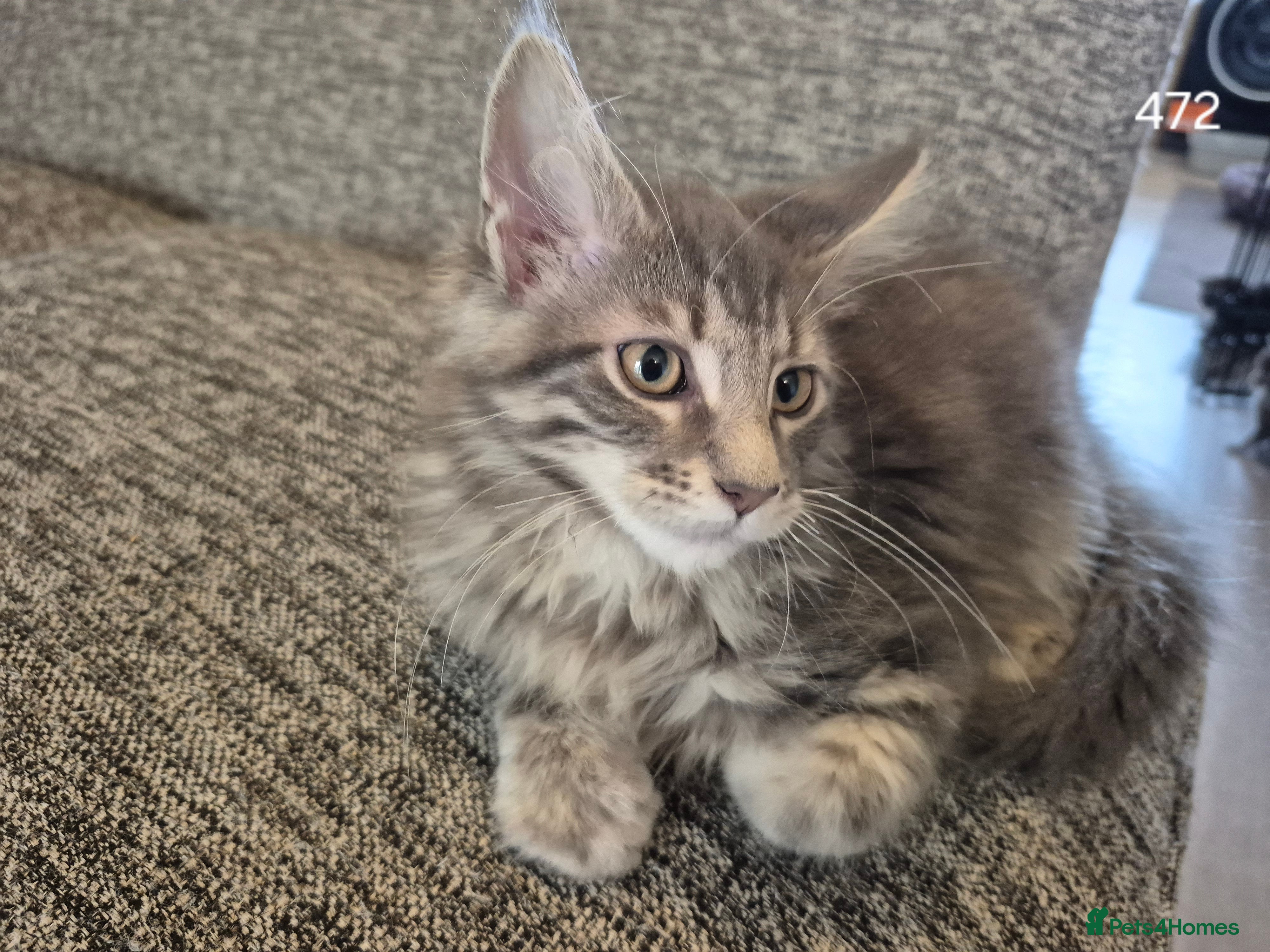Maine Coon cats GCCF Maine Coone's 🏆 Champion Bloodline - Advert 1