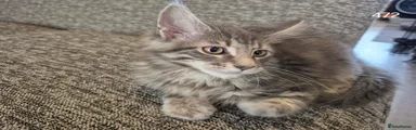 Maine Coon Kitten 5