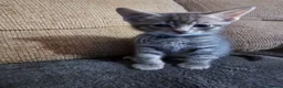 Mixed Breed cats for sale: Adorable Grey kittens for sale  - Advert 10