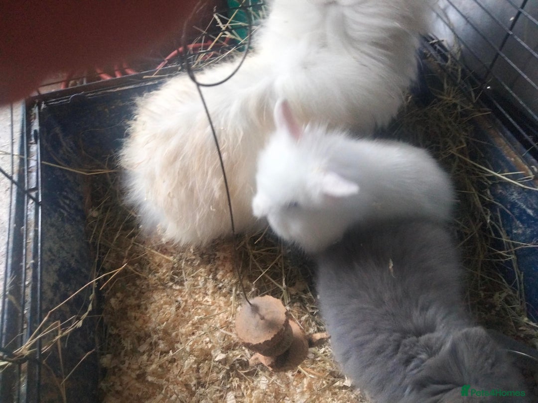 Lionhead rabbits for sale: Teddy lionheads  - Image 2