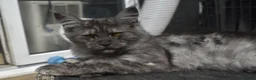 Maine Coon cats for sale: Gorgeous Champion Bloodline Maine Coon Kittens - Advert 10